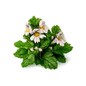 Ophtalmica — Silmäruohouute (Euphrasia officinalis)